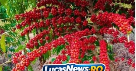 Futuro do café no Brasil,clique aqui e fique por dentro de tudo o que pode acontecer com a cafeicultura no Brasil